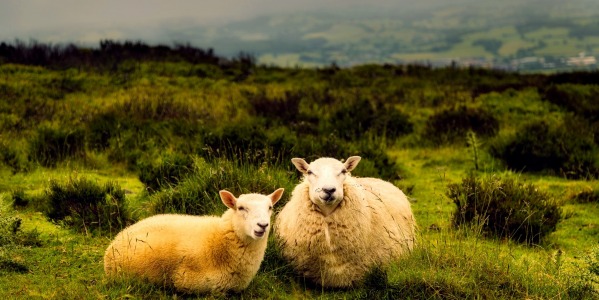 IS WOOL SUITABLE FOR USE IN THE WARM SEASON?